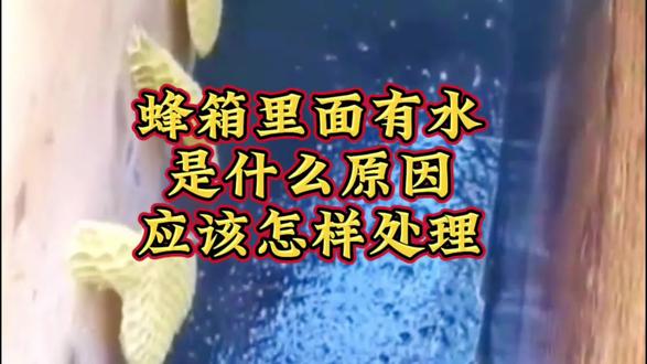 蜂箱里面有水流出来,是什么原因,难道蜂群出问题了