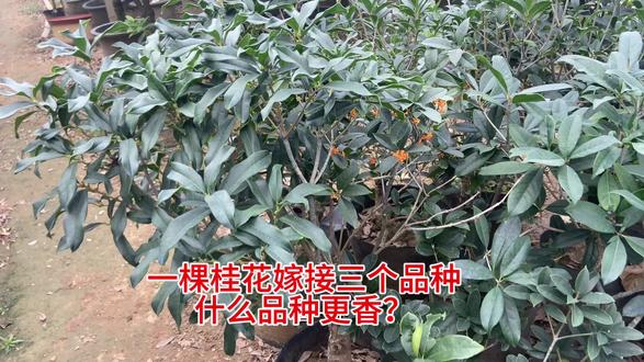 桂花园牛人孙大爷前年突发奇想嫁接三个品种花期差不多的桂花火了 #桂花 #丹桂 #金桂 #朱砂 #桂花盆景 #桂花香 #桂花树