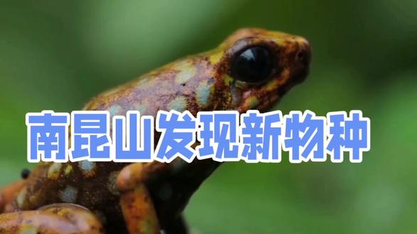 南昆山角蟾发现,为自然保护和科学研究提供新机遇#好奇昆虫 #角蟾 #新物种