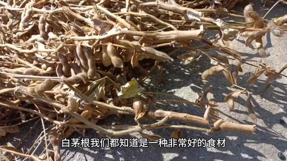 白茅根的功效与作用 #中药本草 #草本植物