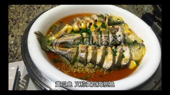 海洋生物-黄瓜鱼 #海鱼