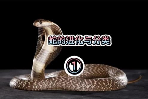 蛇从蜥蜴进化而来,分蟒蛇、毒蛇、游蛇等类别。 #蛇 #中视频伙伴计划 #毒蛇