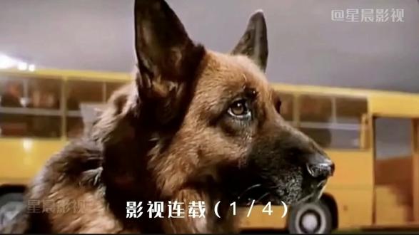 狗子被主人抛弃在机场
苦等两年结局感动了无数人 #忠诚狗狗