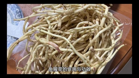 鱼腥草的作用与功效 #鱼腥草折耳根 #凉拌折耳根 #中草药