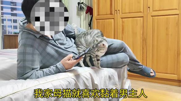 猫是喜欢黏男主人还是女主人,有人说谁喂的多就喜欢谁那可不一定#猫咪喜欢黏男主人还是女主人