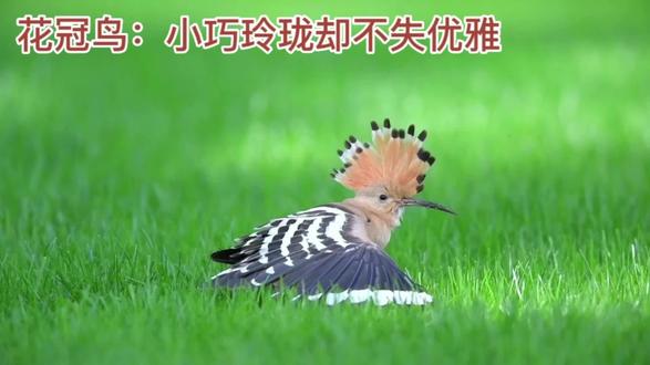 南美洲美丽和自由的象征-南美洲花冠鸟