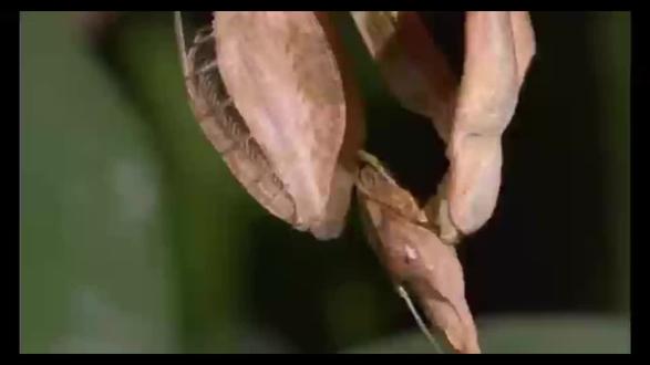 螳螂真的是不自量力吗 #昆虫 #螳螂 #昆虫世界 #昆虫记 #奇趣自然 #野生动物 #解说 #动物解说 #动物科普 #动物世界