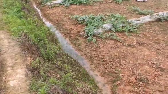 太奇怪了!湖南农民种出来了蛇藤西瓜