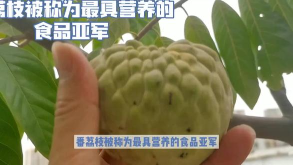 都说番荔枝是水果中的亚军为什么