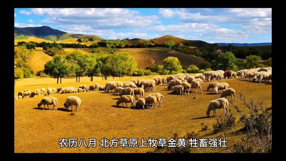 中国优秀传统文化:马奶节 #中国文化传承 #游牧生活 #草原 #牧民 #马 #马背上的民族