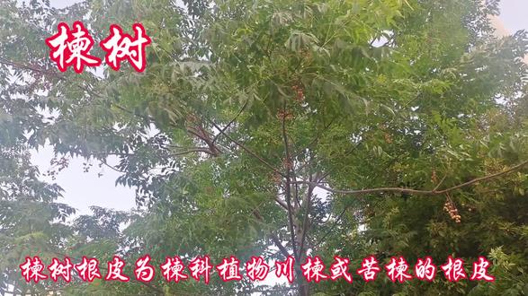 楝树根皮为川楝或苦楝树的根皮