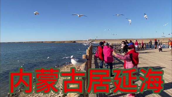 内蒙古居延海 #海鸥 #海鸥和你 #带你看海 #沙漠之中