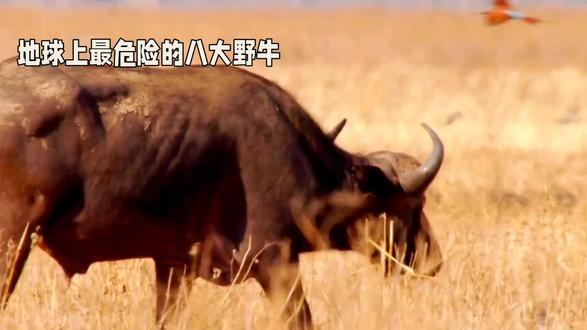 世界上最危险的八种野牛。 #野生动物园