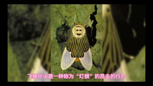 灯蛾科的生死之恋:趋光性背后的生存策略#好奇昆虫