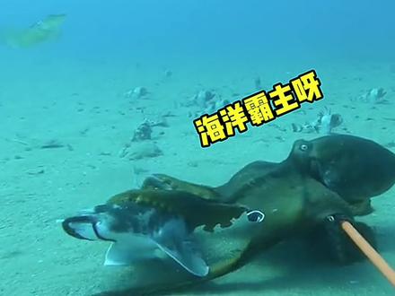 这才是海洋霸主呀 #搞笑配音