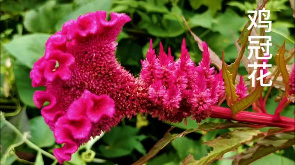 农村常见的植物鸡冠花,形如“大鸡冠,非常好看好的中药材 #植物科普 #药用植物 #草本植物