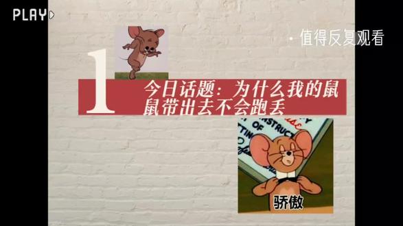 为什么我的花枝鼠可以带出门?它已经被我成功的社会化啦😆😆😆#花枝鼠 #花枝鼠的日常 #宠物鼠 #宠物花枝鼠 #养鼠日常 #家有萌鼠 #萌宠出道计划 #特立独行的心灵捕手