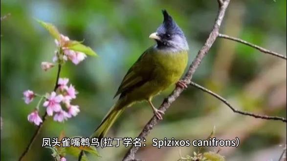 凤头雀嘴鹎鸟#动物科普#传统文化#儿童认知教材。