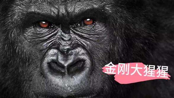 金刚大猩猩站立捶胸的动作是要开始战斗了吗?还是示威止战呢? #大猩猩 #猩猩 #大猩猩的哪些事