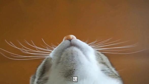 探索猫咪的国际语言:中国猫能听懂外国猫的喵喵语吗? #猫知识 #猫奴 #宠物猫 #戏精猫 #喵主子