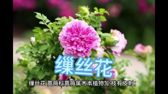 缫丝花 果实是维C之王 #植物科普 #药用植物 #一日一植物 #野果 #野生植物 #中草药 #野果子 #草本植物 #植物 #农村野果