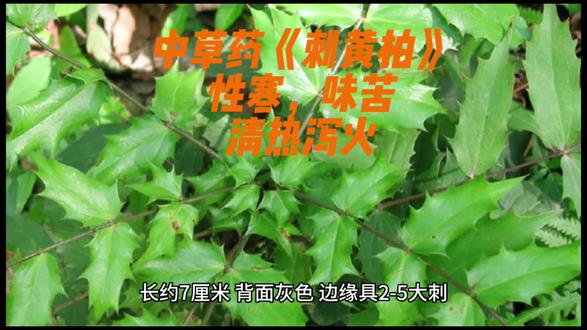 中草药《刺黄柏》.性寒,味苦.清热泻火。山多地广的中草药#中草药知识