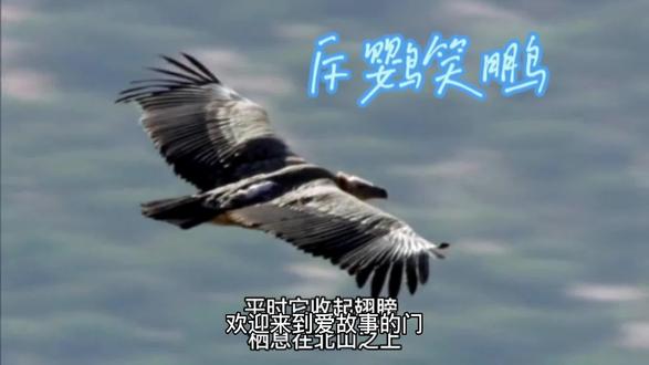 斥鹦笑鹏 #小故事大道理 #小故事大道理你看懂了吗 #小故事连载