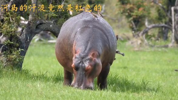 河马“汗液”竟是红色?揭秘奇特分泌物的奥秘#河马 #神奇动物