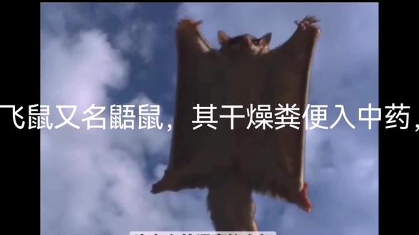 养飞鼠的老人 #高龄老人 #老奶奶👵