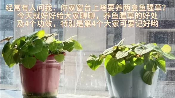 鱼腥草的好处和功能你知道有哪些? #鱼腥草叶子 #阳台种植 #鱼腥草嫩芽 #鱼腥草的功效与作用 #关注我持续更新