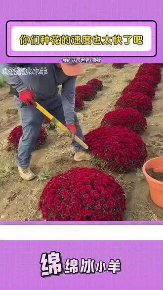 种花+偷花,更有机会送真花!怪不得这游戏火出圈!