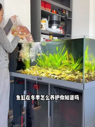 养鱼新科技,适用锦鲤池鱼缸,净水抑藻稳定PH值软化水质