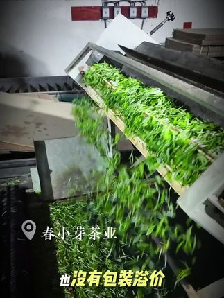 刷到就是赚到!正宗都匀毛尖特级头采,茶农直供价连茶商看了都沉默