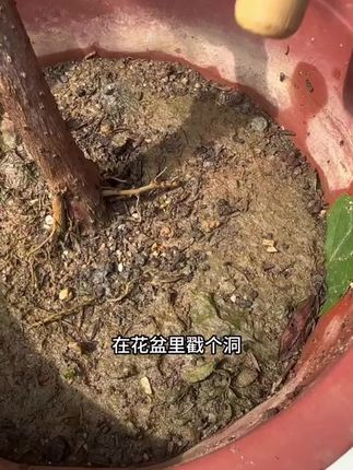 【5.9元50片】阳台种草养花,都能用的颗粒缓释肥!促进植物根部生长,优质土壤!