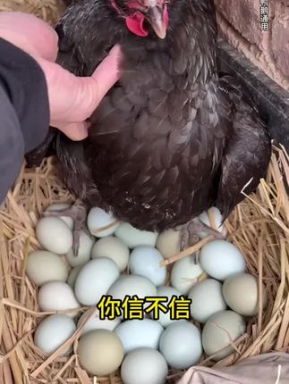 增蛋宝蛋禽饲料添加剂蛋多多催蛋多下蛋延长产蛋期鸡鸭鹅鹌鹑通用#饲料 #下蛋 #鸡鸭鹅养殖