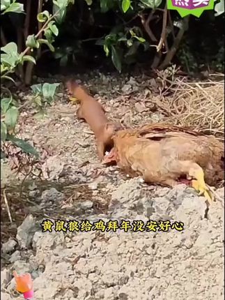 夏天到了,房前屋后撒点它,驱蛇驱虫,保护家人安全#驱蛇粉 #驱蛇方法 #驱蛇