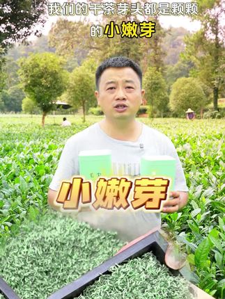 卖爆了!精选毛尖,高山人工采摘!