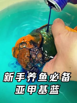 我家养鱼一直常备亚甲基蓝,呵护鱼儿健康,对处理鱼儿白点水雾很有用#养鱼日记 #新手养鱼 #亚甲基蓝