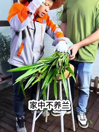 兰花黄叶不开花,学会这招花開爆满盆!一年开多次!