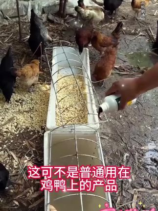 养鸡常备温立康 #养殖小妙招 #家禽养殖 #养鸡场 #鸡鸭鹅养殖 #科学养鸡