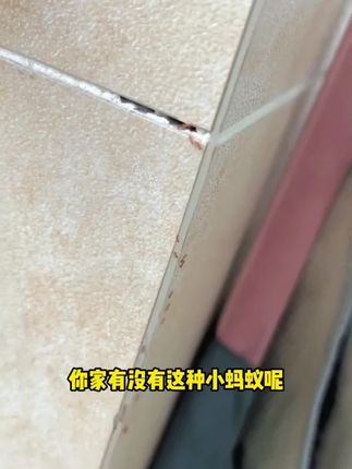 蟑螂无孔不入的蟑螂也有弱点!这个杀虫饵剂,使用起来不仅方便还好用!没有蟑螂的家太爽了。#蟑螂药 #蚂蚁药