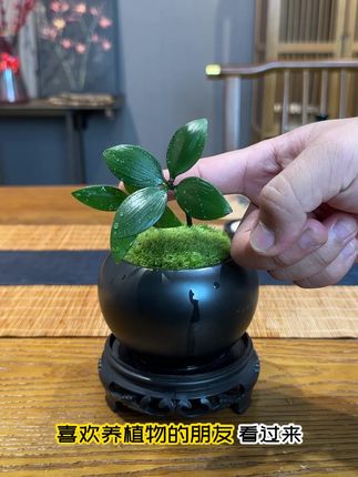 家里有脾气不好的一定要养一盆四叶草 #花卉绿植 #盆栽 #室内盆栽