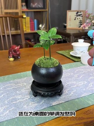 家里有脾气不好的一定要养一盆四叶草 #花卉绿植 #盆栽 #室内盆栽