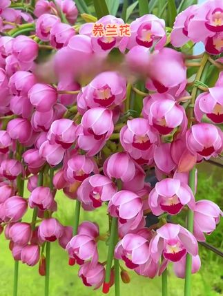 兰灵王营养液含量丰富,特别添加氮磷钾和多种微量元素,叶片浓绿,促花芽分化,提高兰花成活率