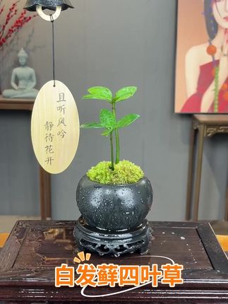 家里有月卑气不好的吗,快来养一盆这样的四叶草吧 #花卉绿植 #净化空气 #植物 #室内盆栽 #盆栽