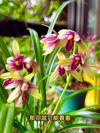 这个才是养兰花常备的正品兰灵王,特别添加氮磷钾和多种微量元素,不含激素及重金属,提高成活率