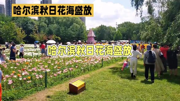 哈尔滨秋日花海 哈尔滨秋日花海盛放,多处浪漫胜地等你打卡,你准备好了吗?
劳动公园菊花展以“菊韵流芳”为主题,展出超百个品种的七万盆菊花,更有首次引进的七彩炫菊,每朵花随机呈现多种颜色,成为拍照焦点。公园内还设有鎏金菊廊等网红打卡点,文化活动和精彩演出也让人流连忘返。滨水大道花海则是由新区农旅集团精心打造,红、黄、粉三色百日草与混色波斯菊巧妙搭配,营造出五彩斑斓的视觉盛宴。群力外滩湿地花海有三大主题花海,柳叶马鞭草如云似霞,向日葵热情追逐阳光,百日草交织成打翻的调色盘。哈尔滨森林植物园的喇叭花海,整片花海宛如紫色瀑布,随手一拍都是大片。此外,哈尔滨大剧院周边花海、儿童公园绣球花景观、东北农业大学花海,也都是不可错过的浪漫之地。
这么多浪漫的花海景点,你最想去哪个打卡呢?快来评论区留言分享你的选择吧!#旅行碎片 #旅行vlog #旅行大玩家 #旅行推荐官 #旅行