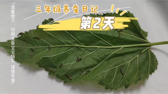 跟我云养蚕 养蚕第2天#养蚕日记 #云养蚕 #蚕宝宝 #三年级养蚕#动物的一生#三年级科学