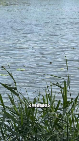 《颐和园晨遇》 2025年6月5日的晨雾还未完全散去,我沿着颐和园藻鉴堂湖的石径漫步时,忽见湖面掠过一道青灰色的涟漪。原以为是游鱼翻浪,却在驻足凝视间,惊见一条长蛇正于波光中舒展身躯,如同一缕被揉皱的缎带,在晨风中悠悠游弋。
它的鳞片在初升的曦光里泛着温润的翡翠光泽,脊背中央隐约有深色纹路蜿蜒,似古画中未干的墨痕。蛇身起伏间,尾梢轻扫湖面,荡开细碎的银鳞——这是我首次在颐和园撞见这般灵物,心底的惊诧竟混着几分隐秘的欣悦,仿佛窥破了园林百年间暗藏的自然密码。
不多时,它游至北岸的芦苇丛边,头颈轻昂,倏然钻入青纱般的苇叶深处。繁茂的苇杆随之轻颤,露珠簌簌坠入水中,惊飞一只伏在叶尖的豆娘。湖对岸的万寿山仍笼着薄雾,佛香阁的飞檐在雾霭中若隐若现,倒像是这场奇遇的天然布景——原来在这人工雕琢的皇家园林里,始终藏着不为岁月所改的野性脉动。
或许是生态愈渐丰美,才让这蛰伏的生灵敢在晨光里舒展筋骨。当我转身离开时,湖风送来苇叶的清苦气息,忽然想起《诗经》里”葭菼苍苍“的句子。千年前的草木与今晨的露珠在此刻悄然重叠,原来有些东西从未改变:人类在园子里堆砌山水,而自然始终按照自己的节奏,在砖缝里、在碧波下,续写着永不褪色的生机。