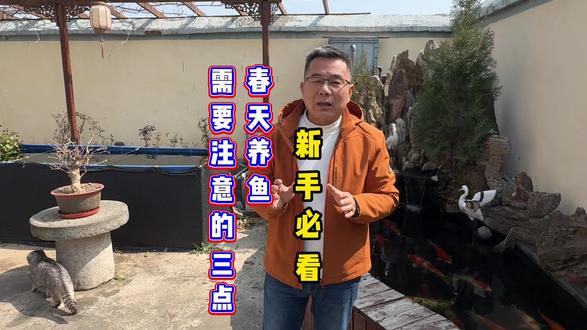 新手鱼友必看!春天养鱼需要注意这3点! #养鱼知识分享 #观赏鱼世界养鱼日记 #庭院锦鲤鱼池假山 #鱼池过滤设计施工
